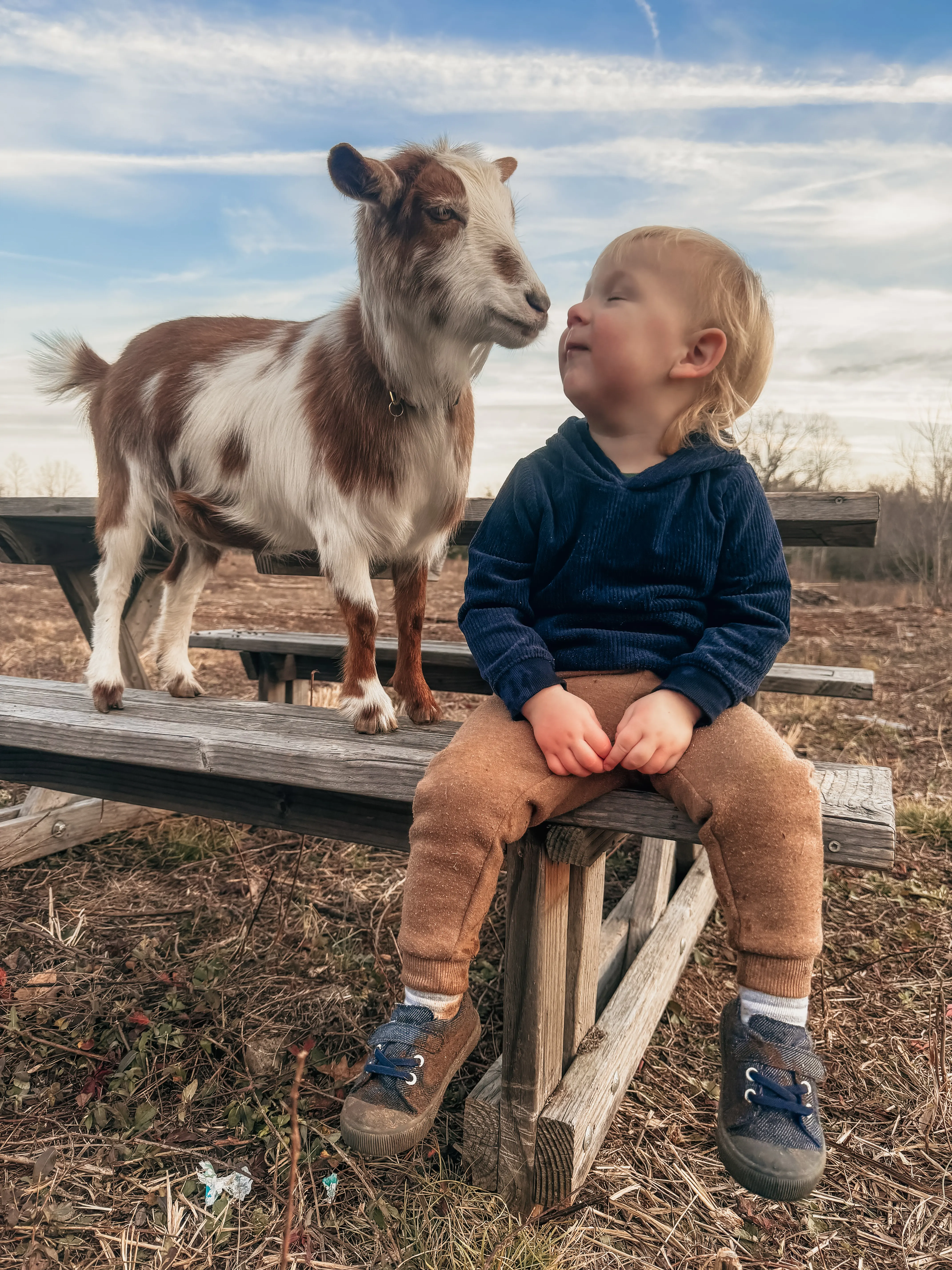 A toddler and baby goat face to face on a bench at Magnolia Hill