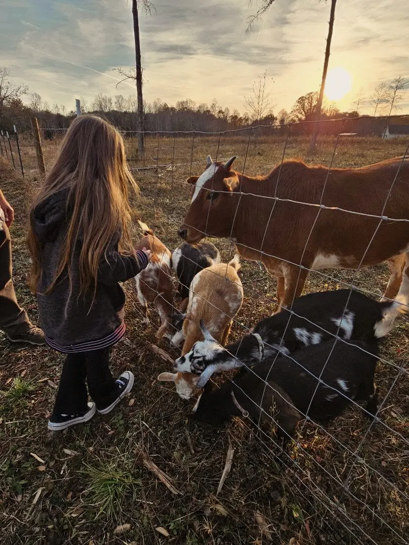A young girl feeding goats through a fence at Magnolia Hill
