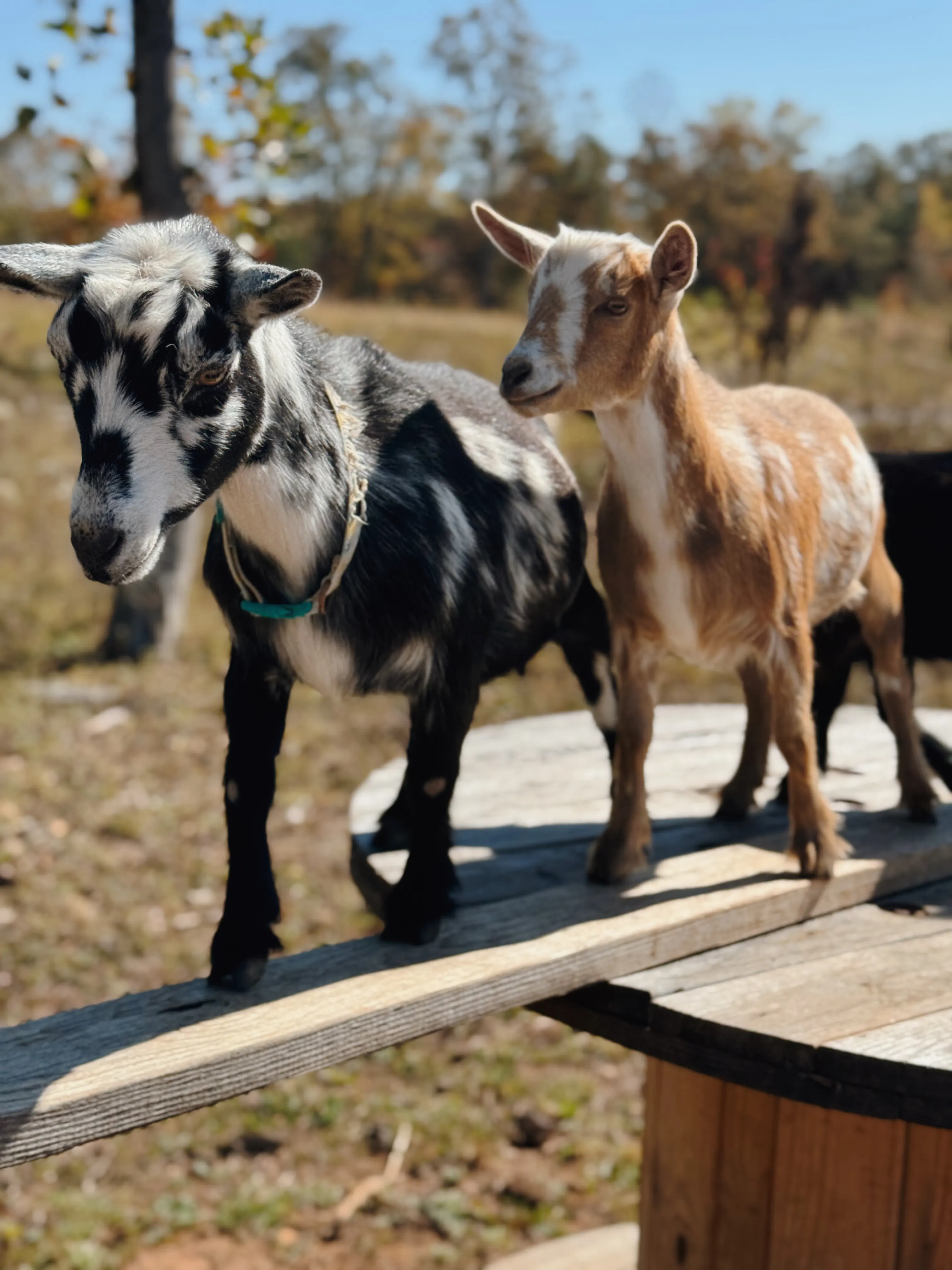 Two goats standing on a wooden spool at Magnolia Hill